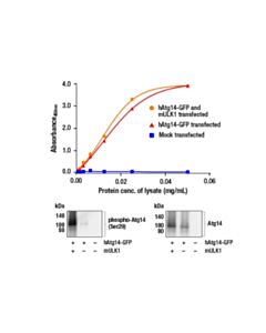 Cell Signaling Pathscan ® Total Atg14 Sandwich ELISA Kit