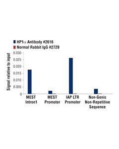Cell Signaling Hp1alpha Antibody