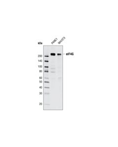 Cell Signaling eIF4G (C65H5) Rabbit mAb 20 uL