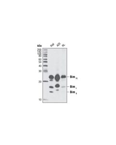 Cell Signaling Bim (C34c5) Rabbit mAb (BSA And Azide Free)