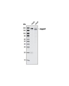 Cell Signaling Jagged1 (28h8) Rabbit mAb