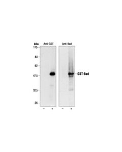 Cell Signaling Gst Antibody