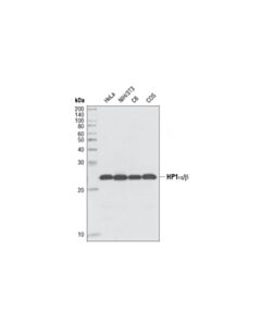 Cell Signaling HP1alpha/beta (C7F11) Rabbit mAb 20 uL