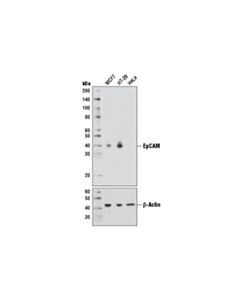 Cell Signaling Epcam (D1b3) Rabbit mAb