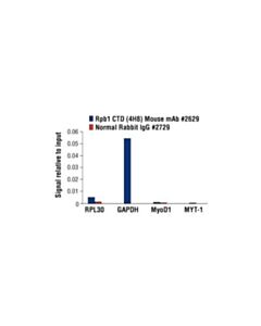 Cell Signaling Rpb1 Ctd (4h8) Mouse mAb