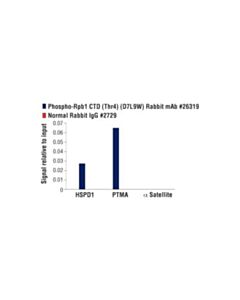 Cell Signaling Phospho-Rpb1 Ctd (Thr4) (D7l9w) Rabbit mAb