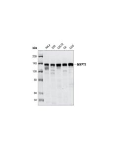 Cell Signaling Mypt1 Antibody