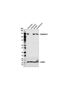 Cell Signaling Contactin-2 (D4m7g) Rabbit mAb