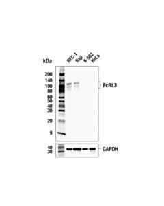 Cell Signaling FcRL3 (E1V4L) Rabbit mAb