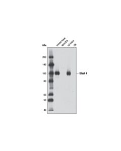 Cell Signaling Ampa Receptor 4 (Glua 4) (D41a11) Xp ® Rabbit mAb (BSA And Azide Free)