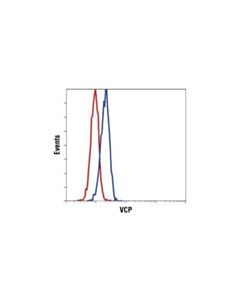 Cell Signaling Vcp Antibody