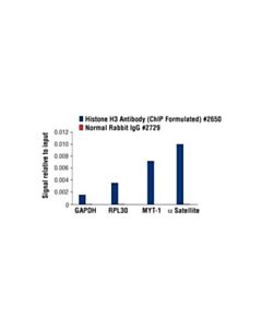 Cell Signaling Histone H3 Antibody (Chip Formulated)