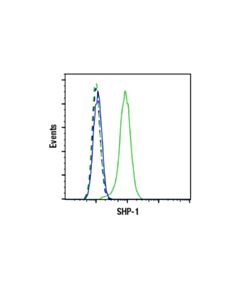 Cell Signaling Shp-1 (E1u6r) Rabbit mAb