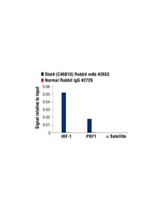 Cell Signaling Stat4 (C46b10) Rabbit mAb