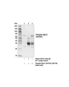 Cell Signaling Phospho-Atg13 (Ser355) (D6j1w) Rabbit mAb