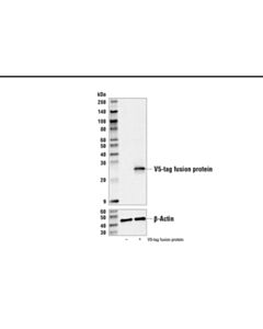 Cell Signaling V5-Tag (E9h8o) Mouse mAb (Biotinylated)