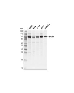 Cell Signaling Ogdh (E1w8h) Rabbit mAb