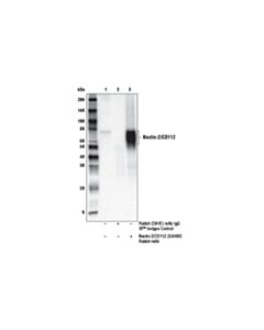 Cell Signaling Nectin-2/CD112 (E4H9V) Rabbit mAb 20 uL