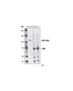 Cell Signaling Ikkepsilon Antibody