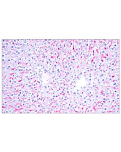Cell Signaling Signalstain ® Boost Ihc Detection Reagent (Ap, Goat)