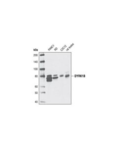 Cell Signaling Dyrk1b Antibody