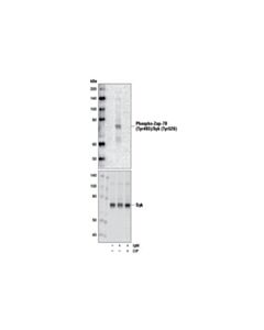 Cell Signaling Phospho-Zap-70 (Tyr493)/Syk (Tyr526) Antibody