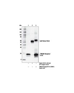 Cell Signaling Tweak Receptor/Fn14 (E6n2i) Rabbit mAb