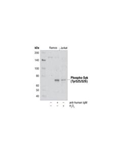Cell Signaling Phospho-Syk (Tyr525/526) Antibody