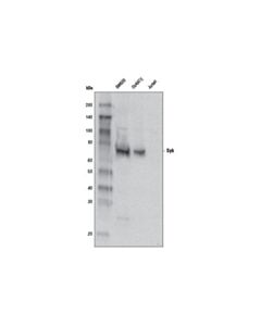 Cell Signaling Syk Antibody