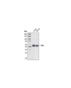 Cell Signaling Lck (V49) Antibody