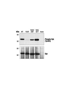 Cell Signaling Phospho-Syk (Tyr323) Antibody