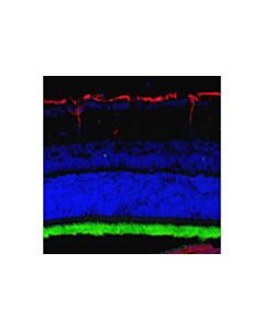 Cell Signaling Rhodopsin (D4b9b) Rabbit mAb