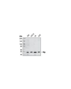 Cell Signaling Hip Antibody