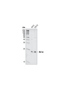 Cell Signaling Bcl-W (31h4) Rabbit mAb