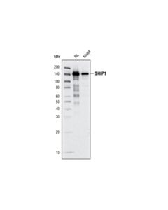 Cell Signaling SHIP1 (C40G9) Rabbit mAb 20 uL