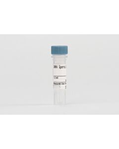 Cell Signaling 100x Spermidine