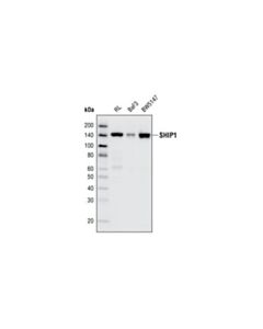 Cell Signaling Ship1 (D1163) Antibody