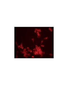 Cell Signaling C-Cbl Antibody