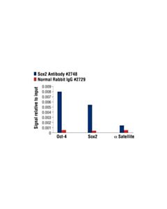 Cell Signaling Sox2 Antibody