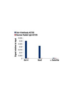 Cell Signaling Oct-4 Antibody