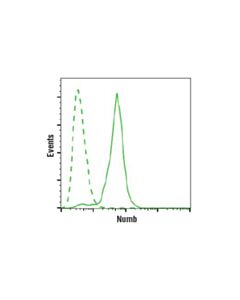 Cell Signaling Numb (C29g11) Rabbit mAb