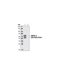 Cell Signaling Ampkalpha2 Antibody