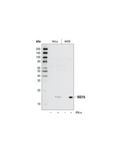 Cell Signaling Isg15 (22d2) Rabbit mAb