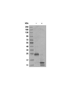 Cell Signaling Human TGF-beta2 Recombinant Protein 10 ug