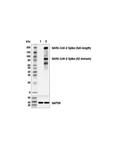 Cell Signaling Sars-Cov-2 Spike Protein (S2) (E7v3m) Rabbit mAb