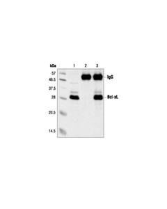 Cell Signaling Bcl-Xl Antibody