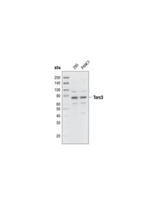 Cell Signaling Torc3/Crtc3 Antibody