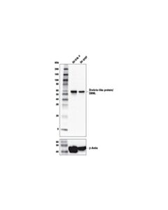 Cell Signaling Drebrin-Like Protein/Dbnl Antibody
