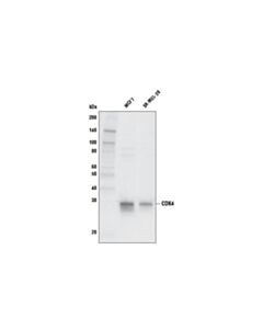 Cell Signaling Cdk4 (D9g3e) Rabbit mAb (Biotinylated)