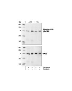 Cell Signaling Phospho-Fadd (Ser194) Antibody (Human Specific)